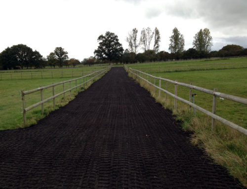 Equestrian Trackways